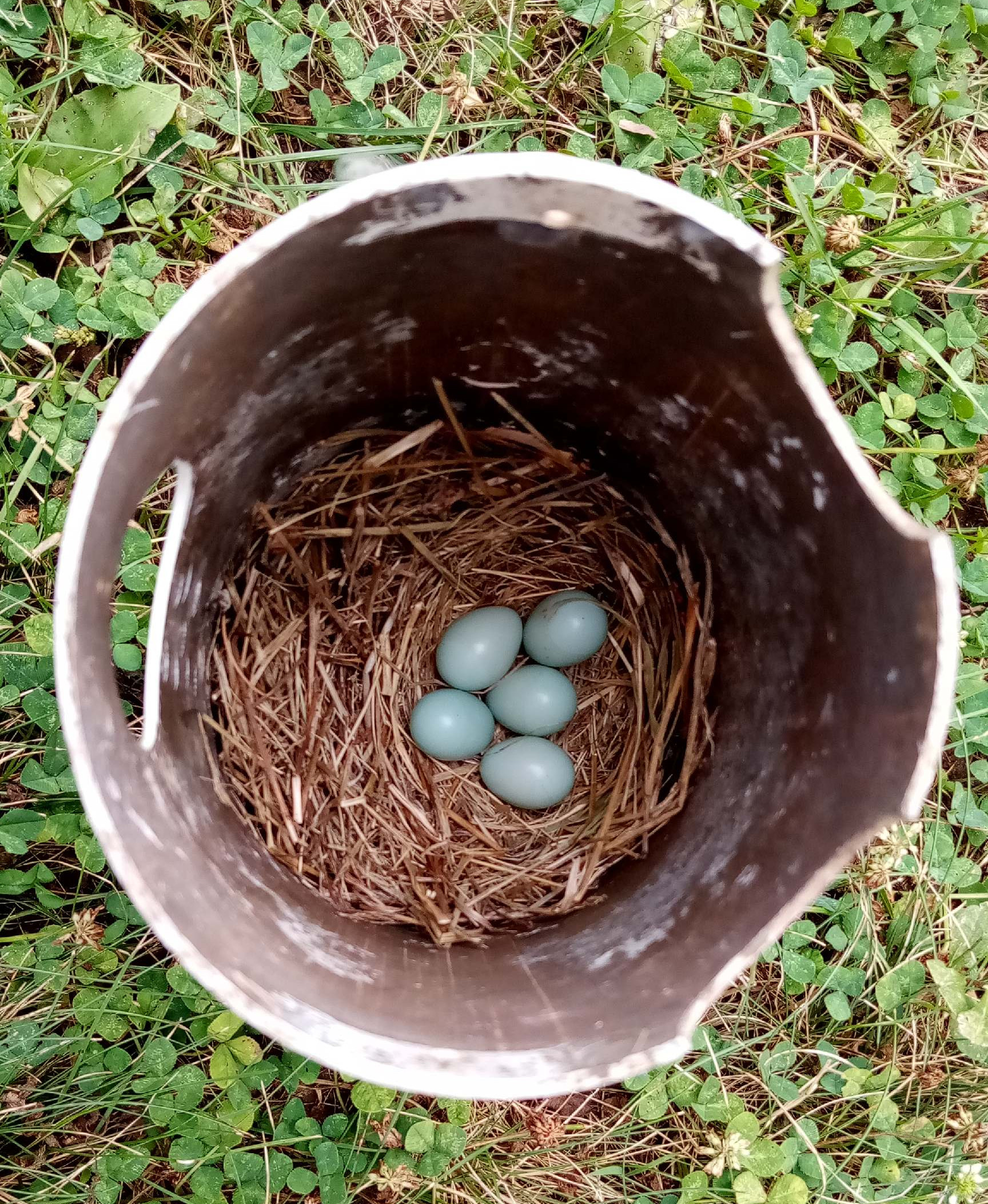 Bluebird Nest and Eggs