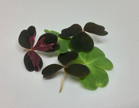 Sorrel Mix | Fresh Impact Farms