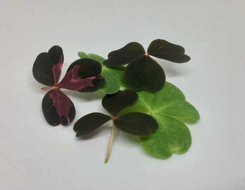Sorrel Mix | Fresh Impact Farms