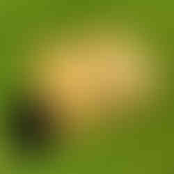 gepersonaliseerde geboortekist handgemaakt