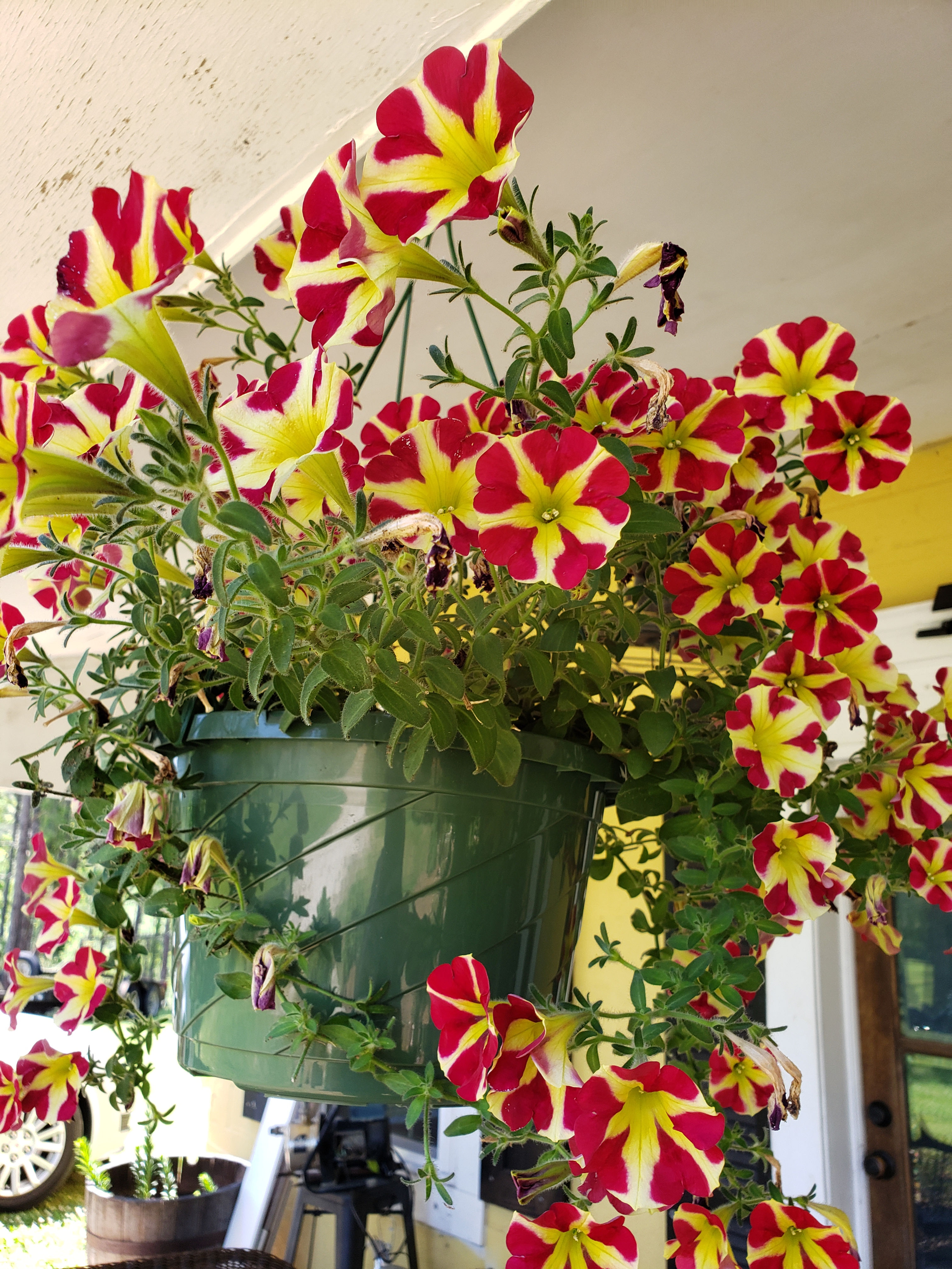 Queen of Hearts.  Petunias.