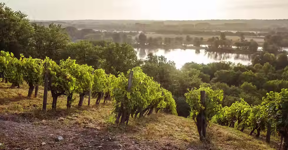 Vinmarkene i Savennières strekker seg ned mot Loire-dalen. (Foto: Vins des Savennières)