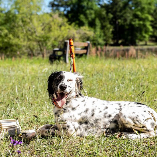 The Dog Days of Summer are Back!