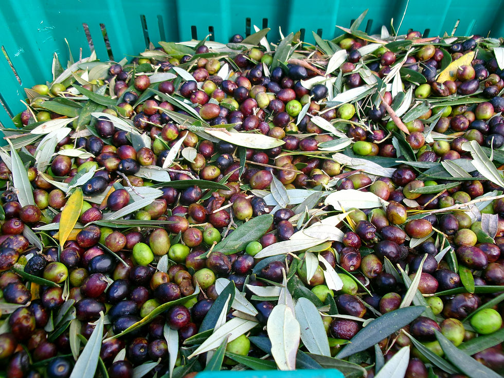 raccolta olive Vetralla