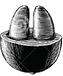 graocafeabertofundotransparente.png