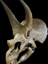 Triceratops & T-Rex