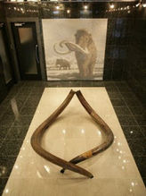 Marble Mammoth Wall