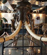Mammoth Skeleton