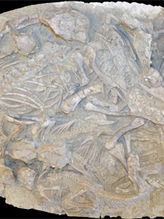 Family of Psittacosaurus