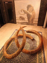 Mammoth Tusk