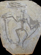 Pterosaur