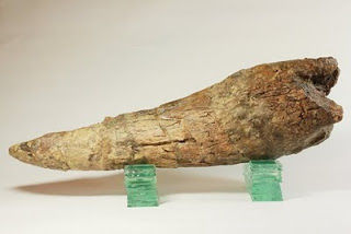 Triceratops   トリケラトプスの角