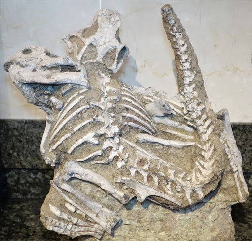 プシッタコサウルスの家族　Family of Psittacosaurus