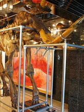 Mammoth Skeleton