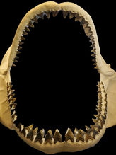 Megalodon