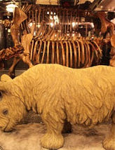 Wooly Rhinoceros
