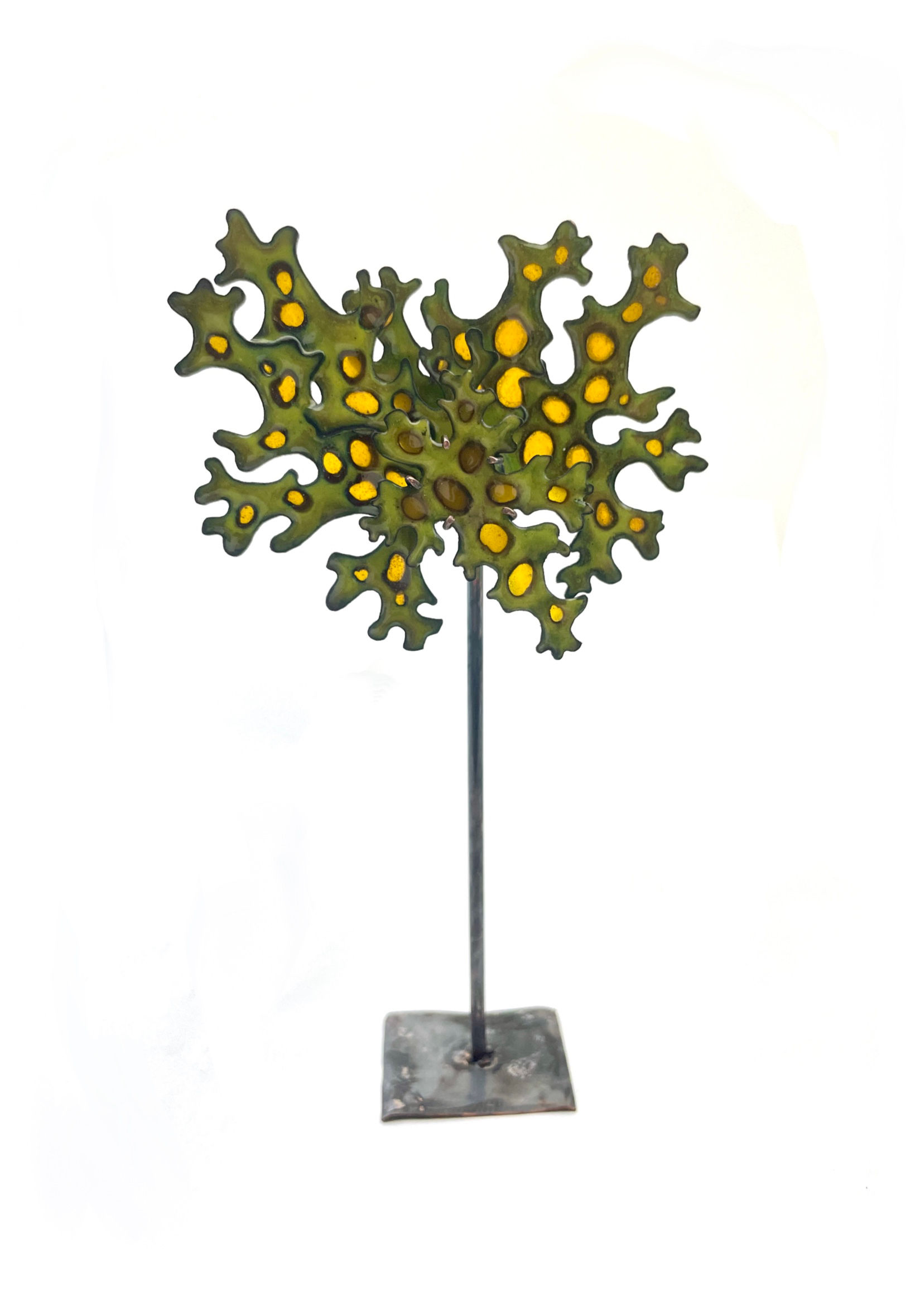 Tabletop Lichen