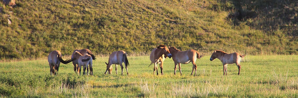 Mongolian wild horses - Przewalski's Horses