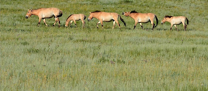 Wild horses in national park