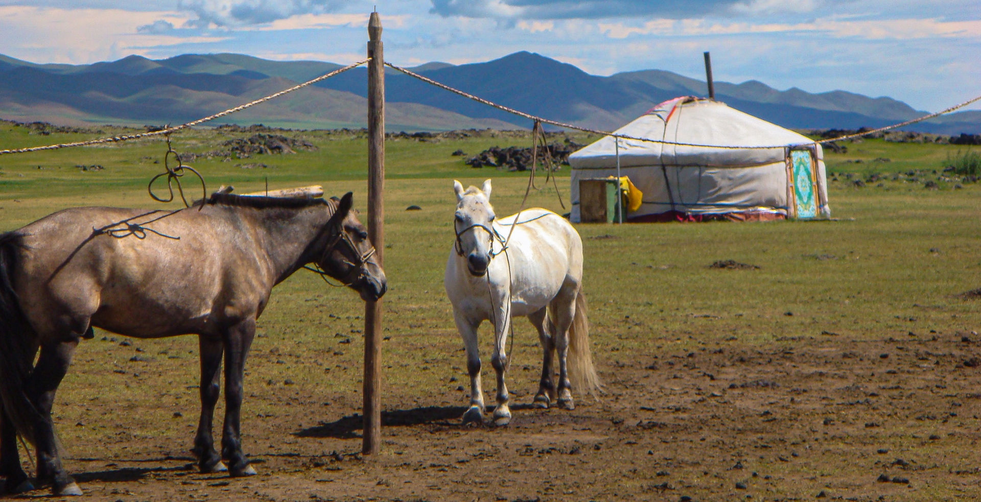 Horses of Mongolia