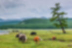 Nature Encounters cows