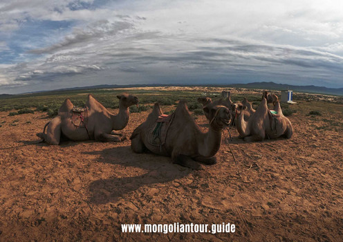 camels before ride