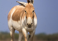 Wild ass in the Gobi Desert