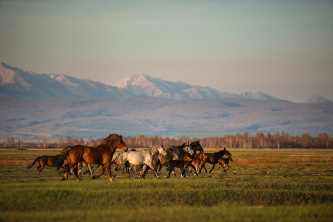 Horse in the wild Altai