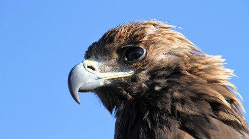 Golden eagle