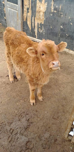 Baby cow.jpg