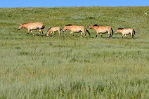 Mongolian Semi Gobi: Picturesque semi-arid region with captivating landscapes in Mongolia.