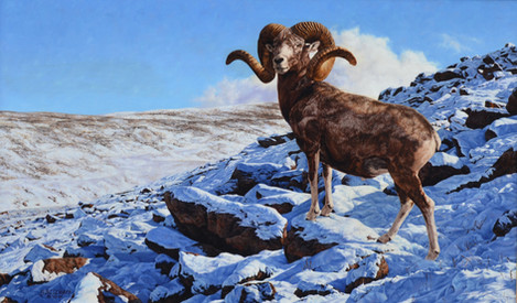 Argali wild sheep