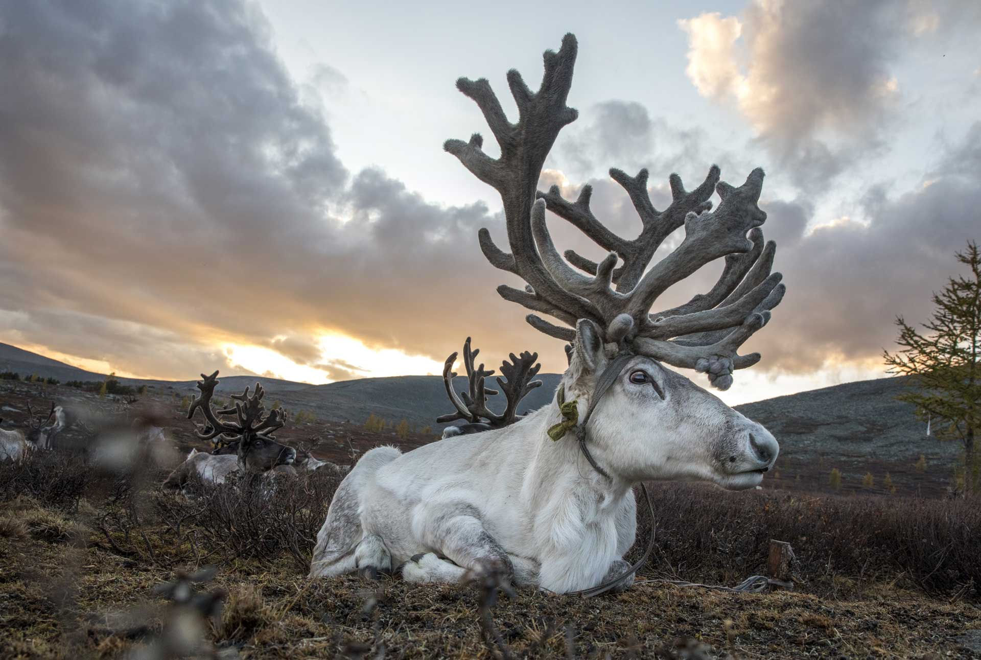 reindeer