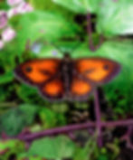 Gateway Butterfly