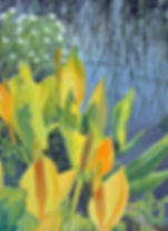 Yellow Spathes