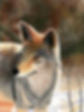Loki, Red Wolf