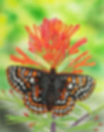 Taylor's Checkerspot Butterfly on an Indian Paintbrush