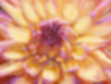 Anne's Yellow and Pink Dahlia