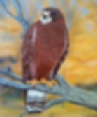 Swainsons Hawk