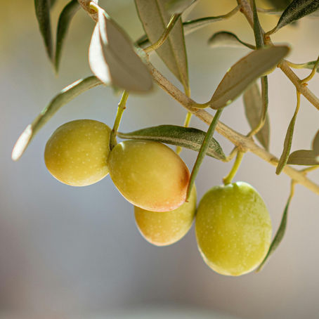 Les secrets de la récolte précoce et de l'extraction à froid : pourquoi ces étapes font la différence
