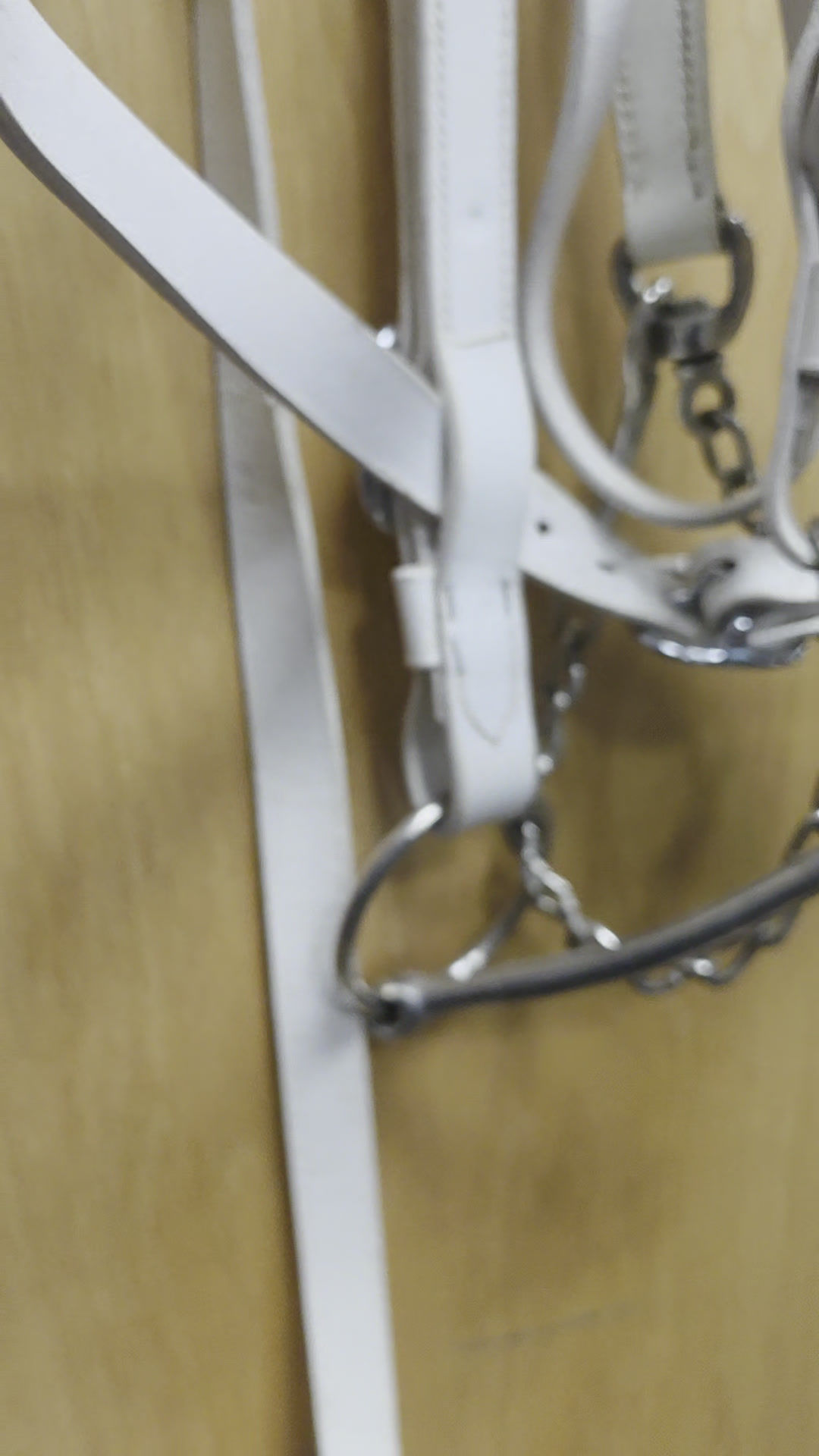 Show Halter - Draft