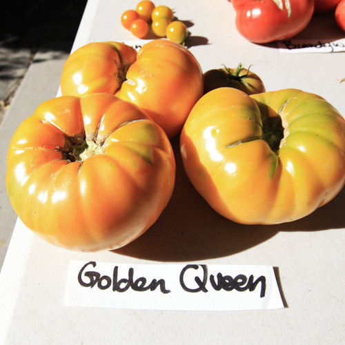 TOMATO Golden Queen A Lavender Garden
