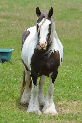 DSC_0015.JPG