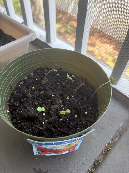 Zinnias with sprouts