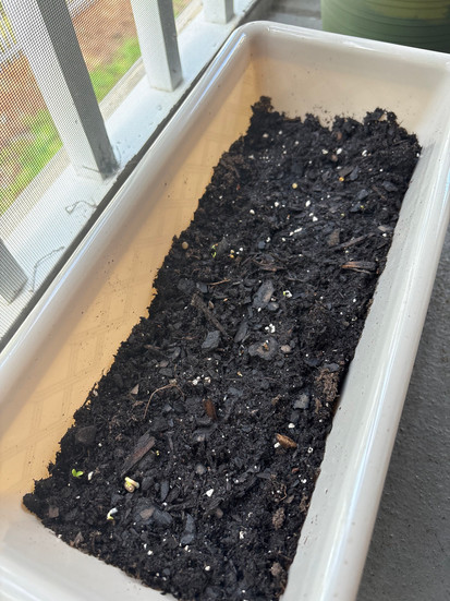 Plant pot with sprouts