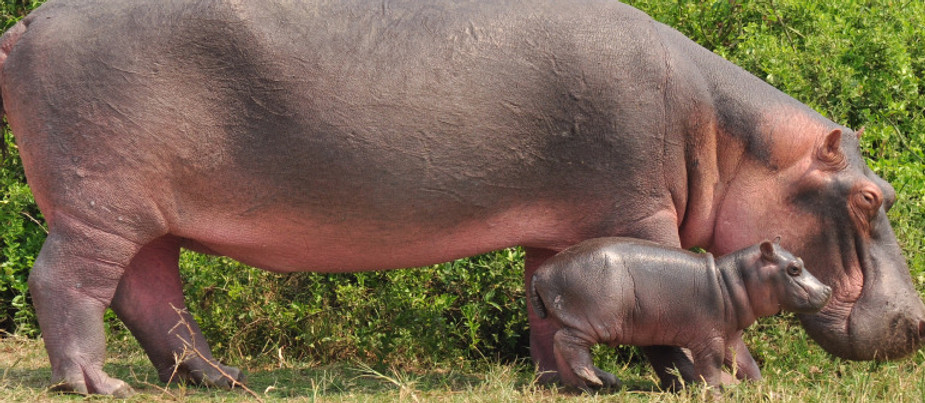 Hippos.jpg