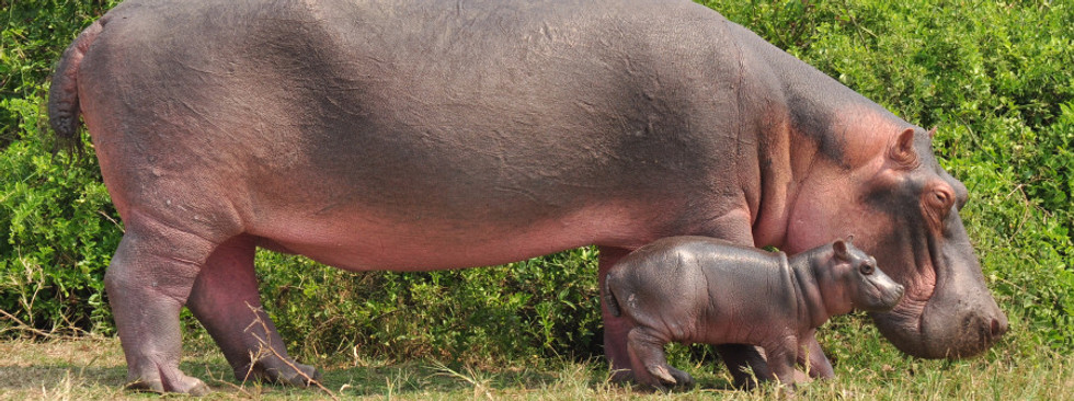 Hippos.jpg