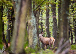 DM__3484-BorderMaker