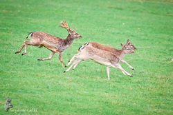 DM__3383-BorderMaker