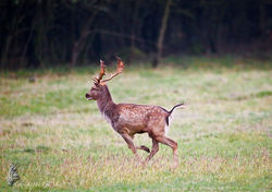 DM__3523-BorderMaker